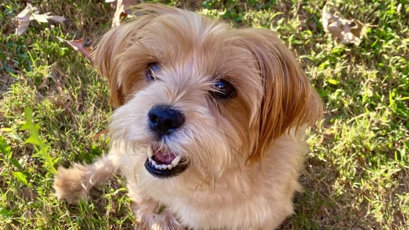 Love Those PAWS Daycare - Meridianville, AL