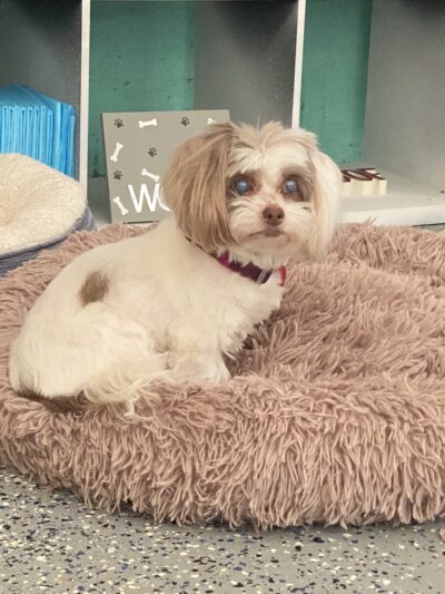 Love Those PAWS Daycare - Meridianville, AL