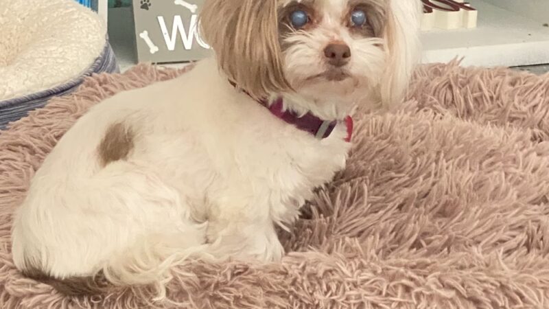 Love Those PAWS Daycare - Meridianville, AL