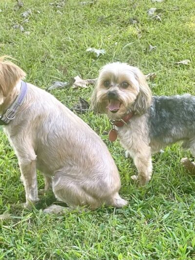 Love Those PAWS Daycare - Meridianville, AL
