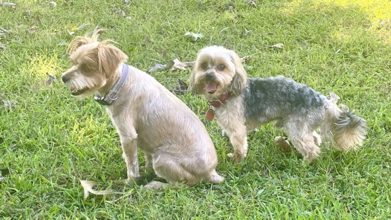 Love Those PAWS Daycare - Meridianville, AL