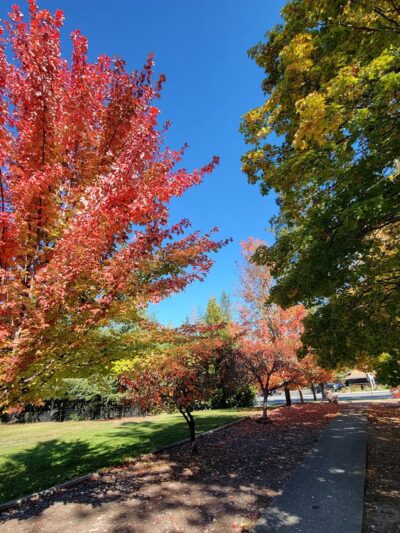 Merlin Community Park - Merlin, OR