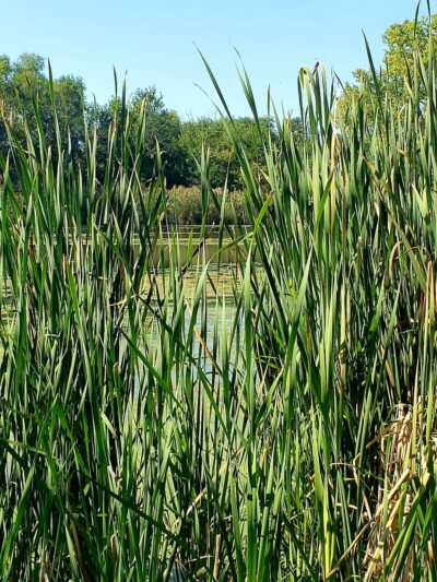 Rosenbalm Park - Merrillville, IN