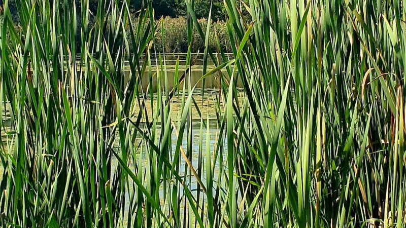 Rosenbalm Park - Merrillville, IN