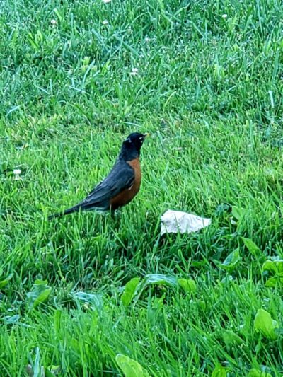 Rosenbalm Park - Merrillville, IN