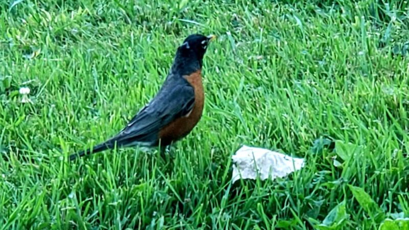 Rosenbalm Park - Merrillville, IN