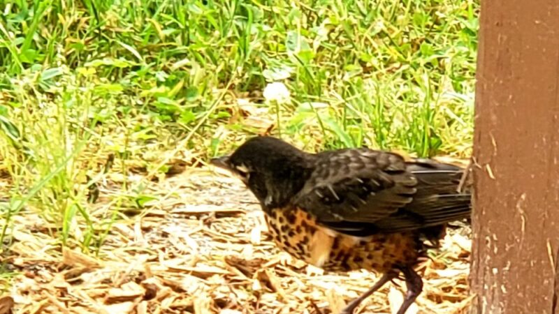 Rosenbalm Park - Merrillville, IN