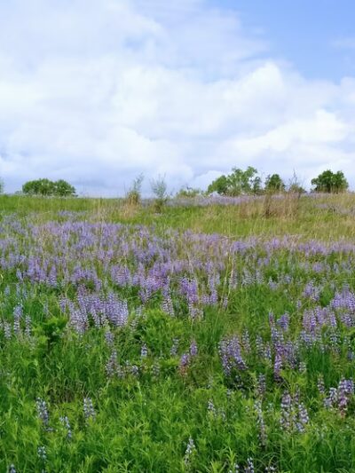 Riverland Conservancy Merrimac Preserve - Merrimac, WI