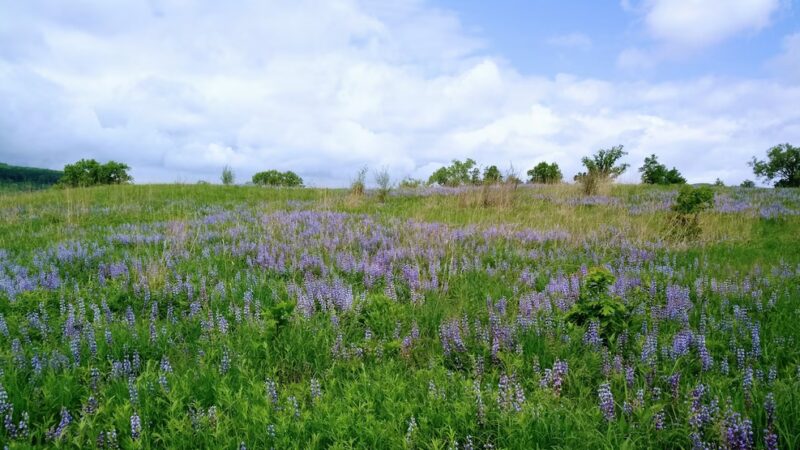 Riverland Conservancy Merrimac Preserve - Merrimac, WI
