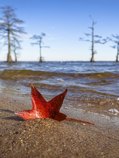 Bertie Beach - Merry Hill, NC