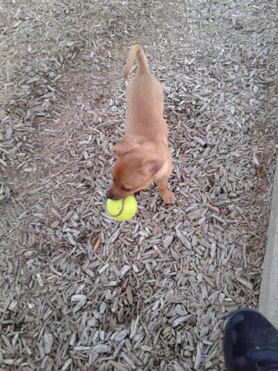 Achziger Park - Mesquite, TX