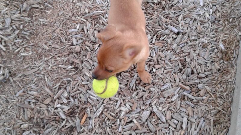Achziger Park - Mesquite, TX