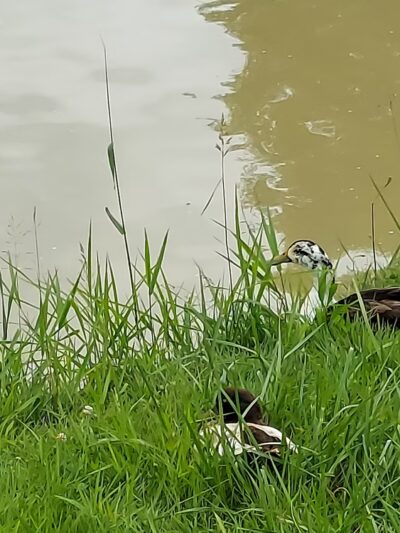 Metamora park. - Metamora, IN