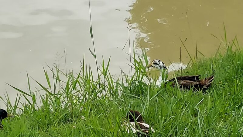 Metamora park. - Metamora, IN
