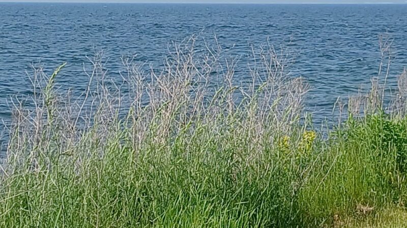 Mexico Point Park - Mexico, NY
