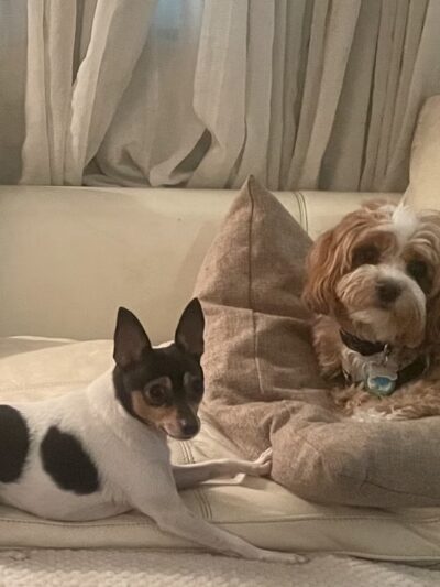 Love Miami Dogs - Miami Beach, FL