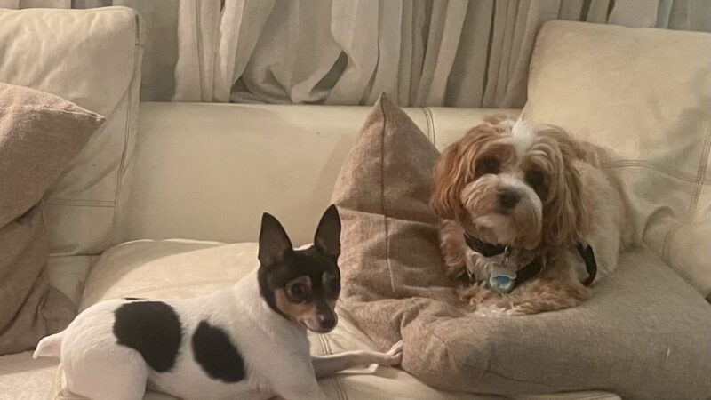 Love Miami Dogs - Miami Beach, FL