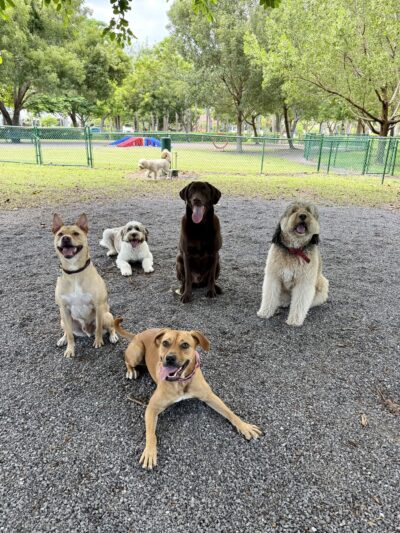 Love Miami Dogs - Miami Beach, FL