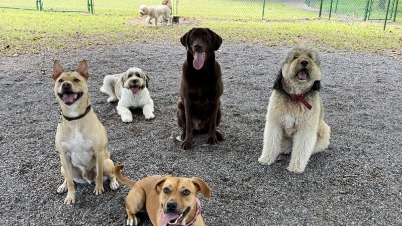 Love Miami Dogs - Miami Beach, FL