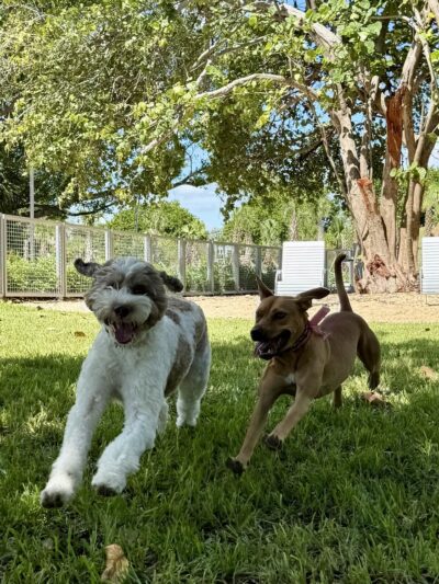 Love Miami Dogs - Miami Beach, FL