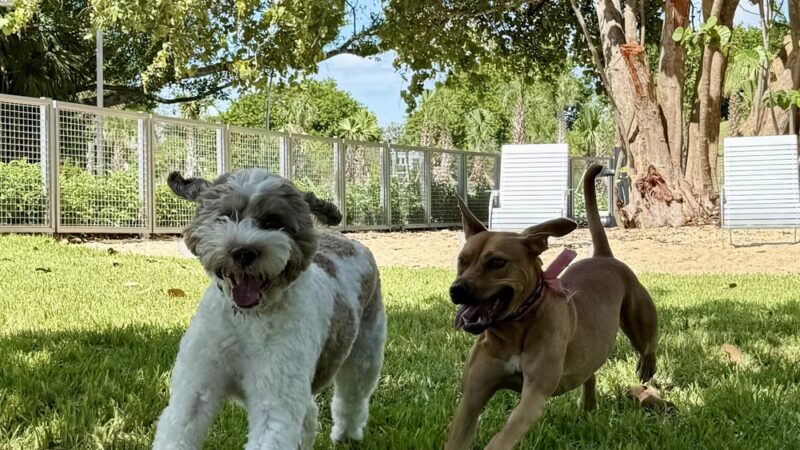 Love Miami Dogs - Miami Beach, FL