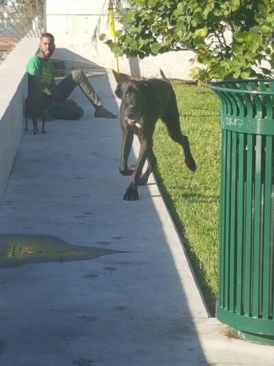 Mini Dog Park - Miami Beach, FL