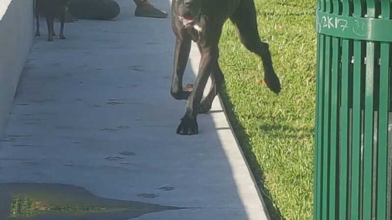 Mini Dog Park - Miami Beach, FL