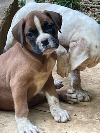 Parque de perros - Miami, FL