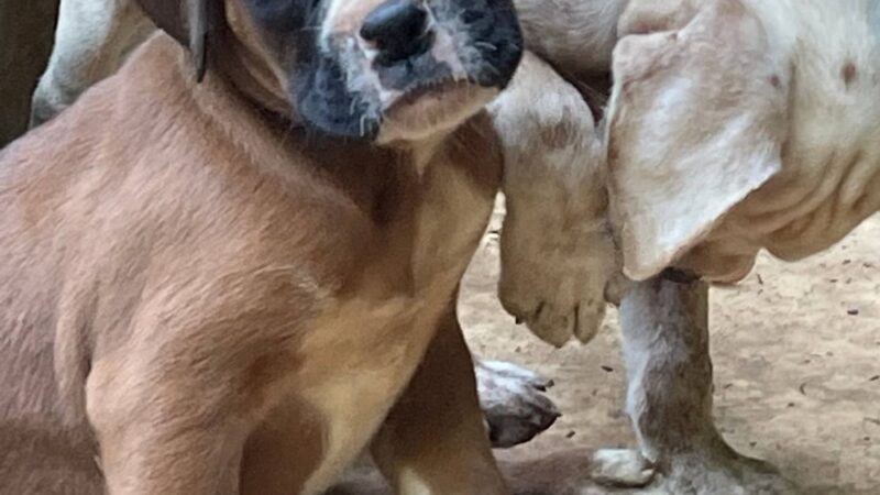 Parque de perros - Miami, FL