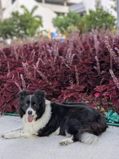 Parque de perros - Miami, FL