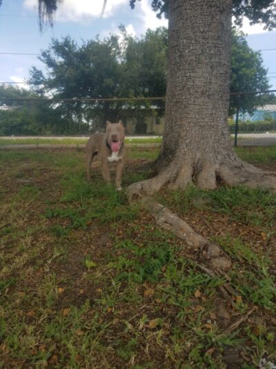 Arcola Park - Miami, FL