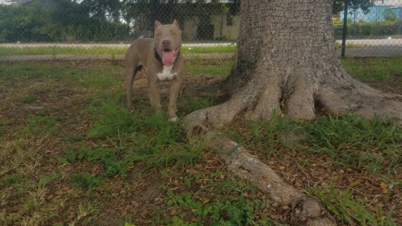 Arcola Park - Miami, FL