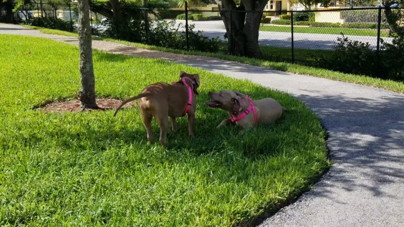 Gordon Park at Aventura Isles - Miami, FL