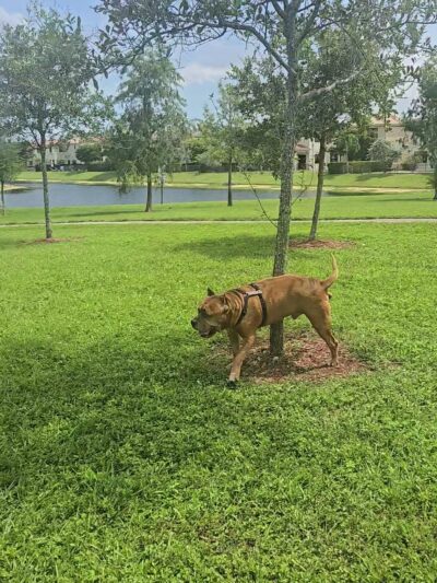 Gordon Park at Aventura Isles - Miami, FL