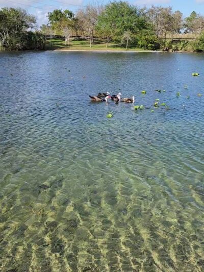 William Randolph Community Park - Miami, FL