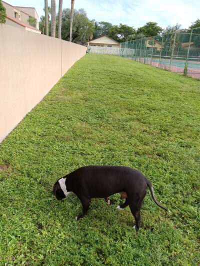 Happy Tappy Dog Park - Miami Lakes, FL