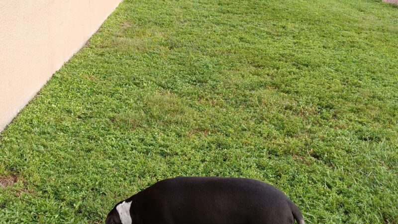 Happy Tappy Dog Park - Miami Lakes, FL