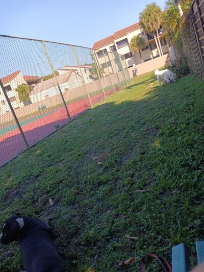 Happy Tappy Dog Park - Miami Lakes, FL