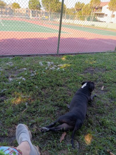 Happy Tappy Dog Park - Miami Lakes, FL