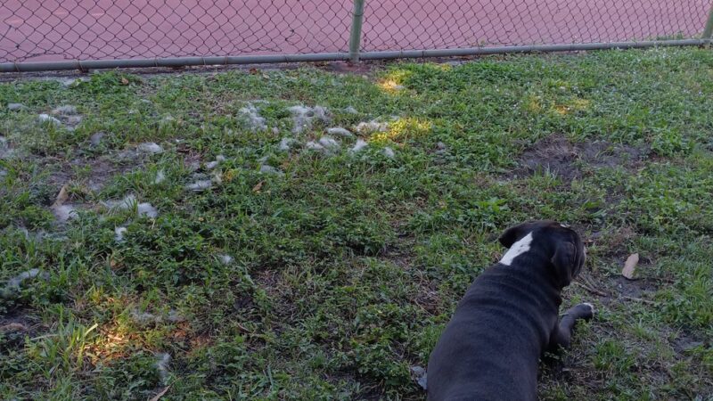 Happy Tappy Dog Park - Miami Lakes, FL