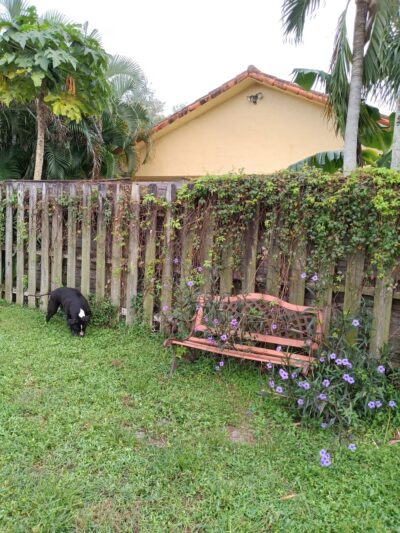Happy Tappy Dog Park - Miami Lakes, FL