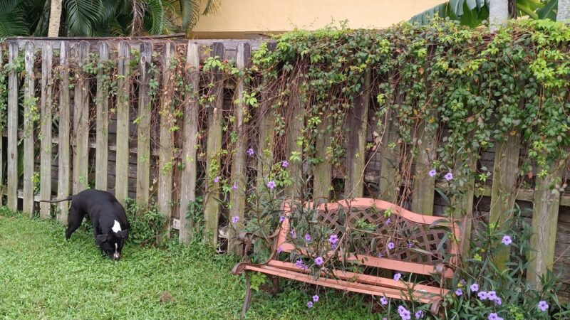 Happy Tappy Dog Park - Miami Lakes, FL