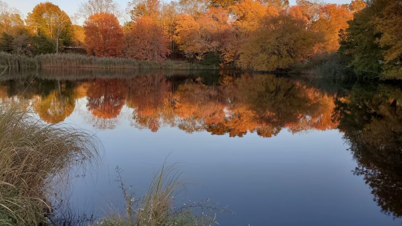 Bartlett Pond Park - Middle Island, NY