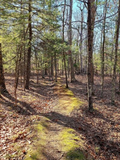 Cathedral Pines County Park - Middle Island, NY