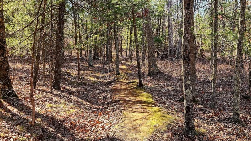 Cathedral Pines County Park - Middle Island, NY