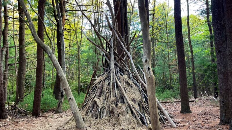 Prosser Pines Nature Preserve - Middle Island, NY