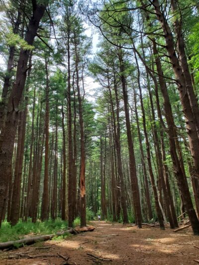 Prosser Pines Nature Preserve - Middle Island, NY