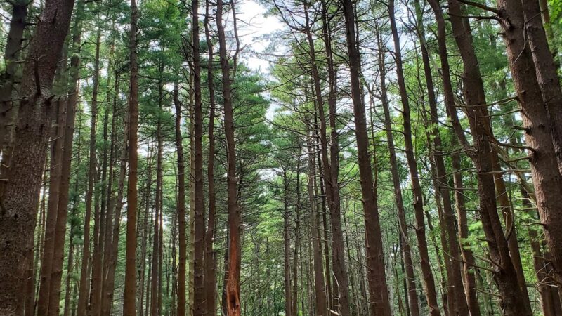 Prosser Pines Nature Preserve - Middle Island, NY