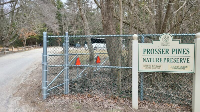Prosser Pines Nature Preserve - Middle Island, NY