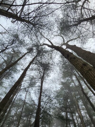 Prosser Pines Nature Preserve - Middle Island, NY